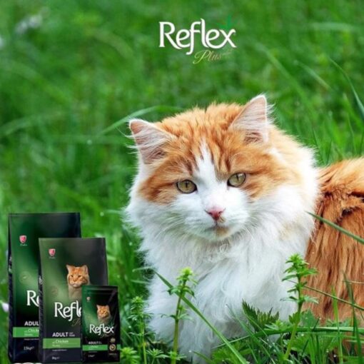 Hạt Reflex Plus Kitten (1.5Kg)