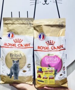 Hạt Royal Canin Kitten Short Hair