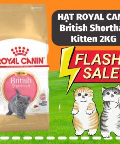 Hạt Royal Canin Kitten Short Hair (2kg)