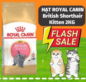 Hạt Royal Canin Kitten Short Hair (2kg)