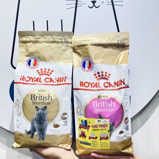 Hạt Royal Canin Kitten Short Hair