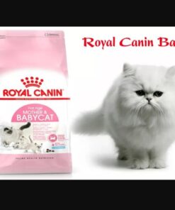 hạt Royal Canin Kitten And Mother